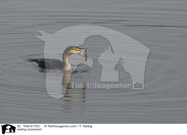 fressender Kormoran / eating cormorant / THA-01703