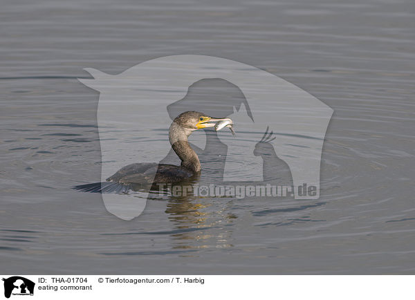 fressender Kormoran / eating cormorant / THA-01704