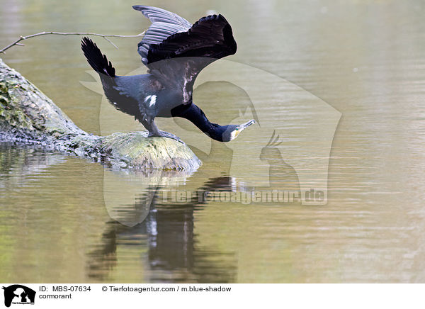 Kormoran / cormorant / MBS-07634