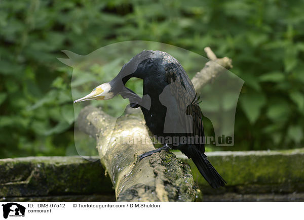 Kormoran / cormorant / DMS-07512
