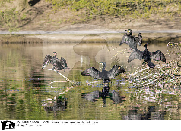 sitzende Kormorane / sitting Cormorants / MBS-21966