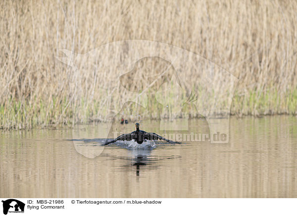 fliegender Kormoran / flying Cormorant / MBS-21986
