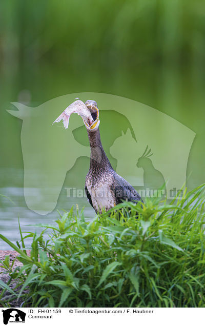 Kormoran / Cormorant / FH-01159