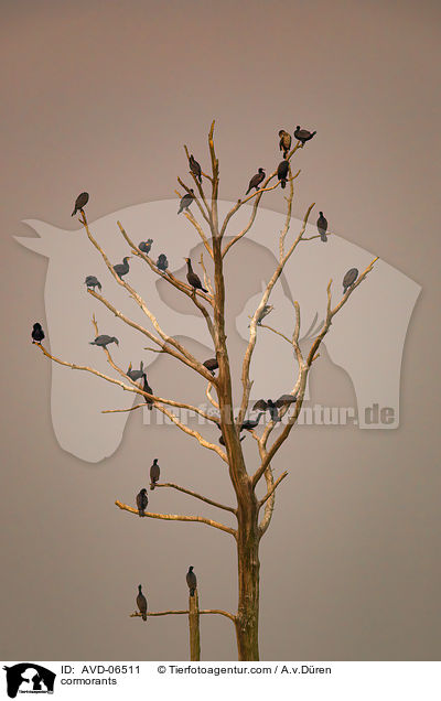 Kormorane / cormorants / AVD-06511