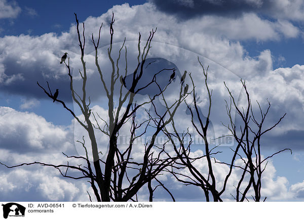 Kormorane / cormorants / AVD-06541
