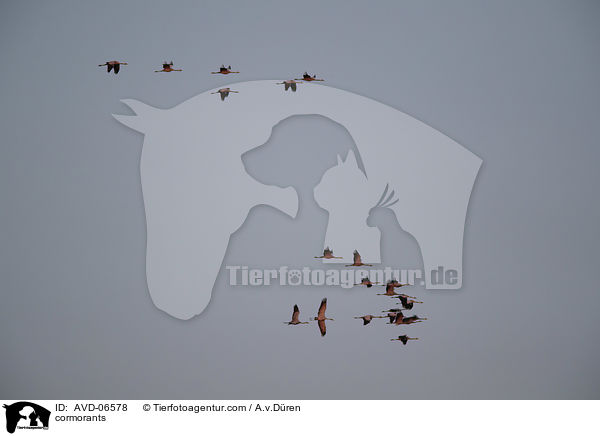 Kormorane / cormorants / AVD-06578