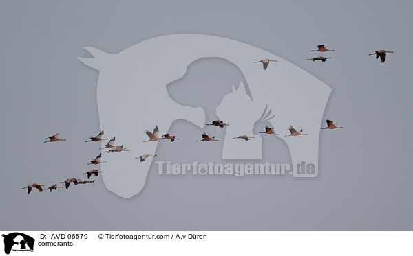 Kormorane / cormorants / AVD-06579