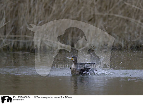 Kormoran / cormorant / AVD-06834