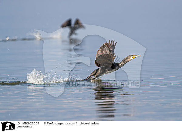 cormorants / MBS-23655