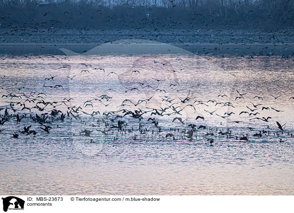 cormorants / MBS-23673