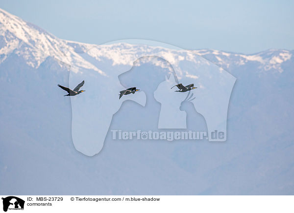 Kormorane / cormorants / MBS-23729