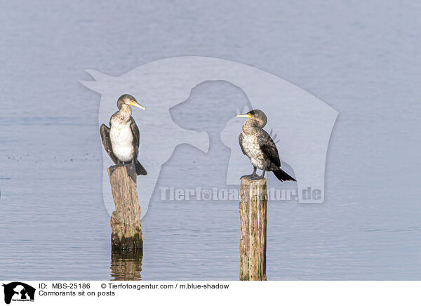 Kormorane sitzen auf Pfosten / Cormorants sit on posts / MBS-25186