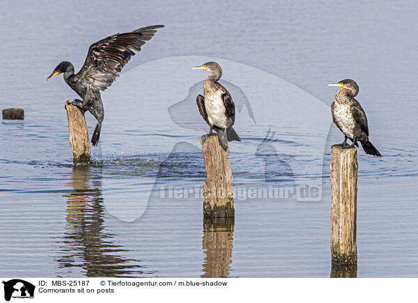 Kormorane sitzen auf Pfosten / Cormorants sit on posts / MBS-25187