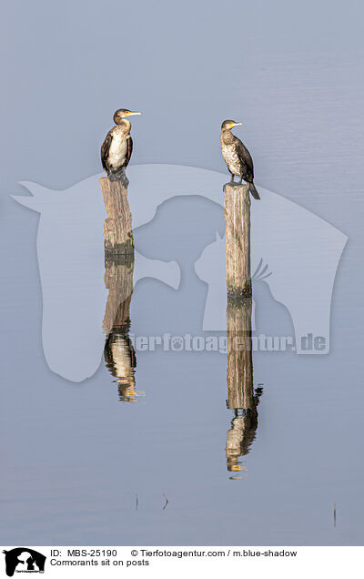 Kormorane sitzen auf Pfosten / Cormorants sit on posts / MBS-25190