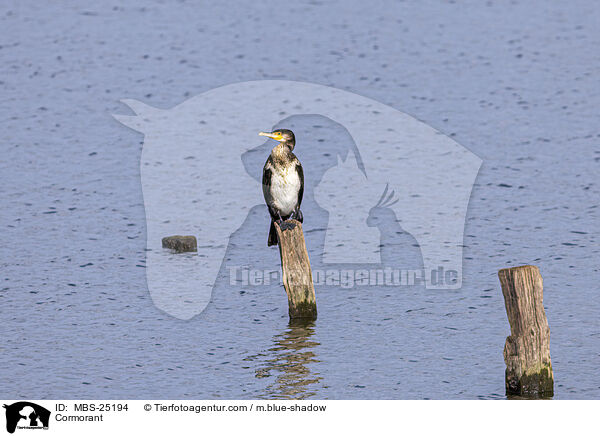 Cormorant / MBS-25194