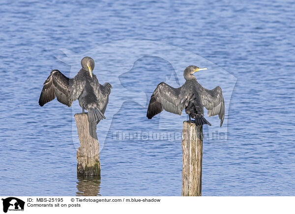 Cormorants sit on posts / MBS-25195
