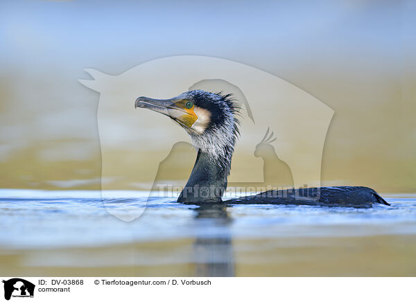 Kormoran / cormorant / DV-03868