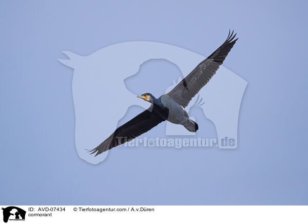cormorant / AVD-07434