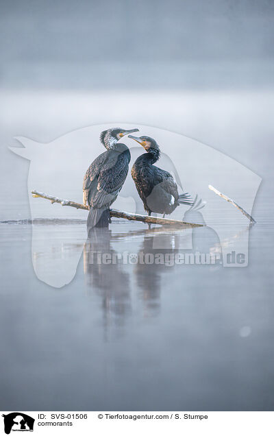 Kormorane / cormorants / SVS-01506