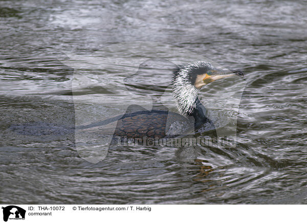Kormoran / cormorant / THA-10072