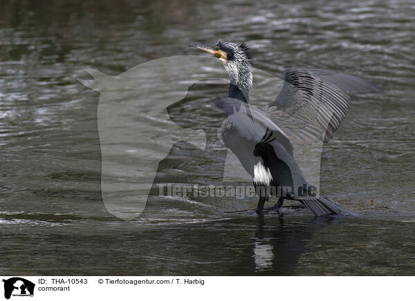Kormoran / cormorant / THA-10543