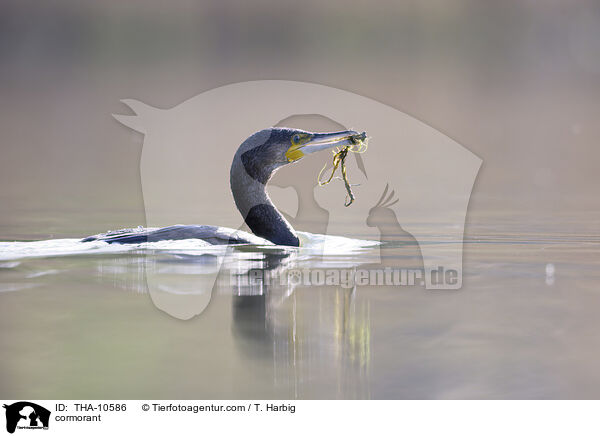 Kormoran / cormorant / THA-10586