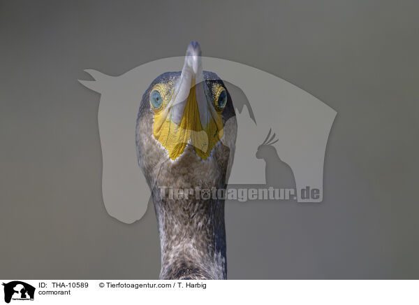 Kormoran / cormorant / THA-10589