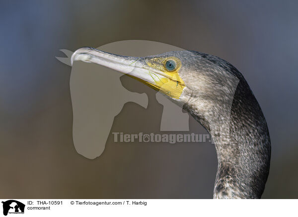 Kormoran / cormorant / THA-10591