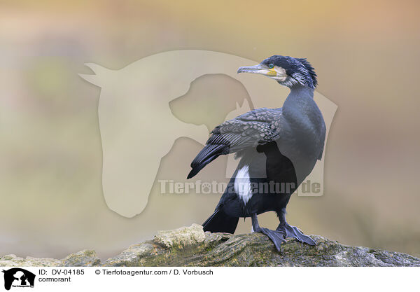 Kormoran / cormorant / DV-04185