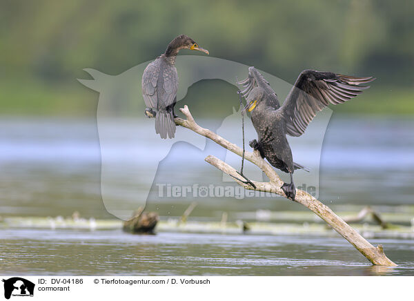 Kormoran / cormorant / DV-04186