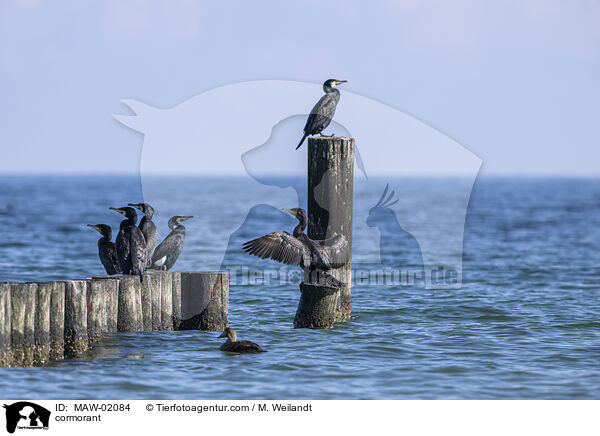 Kormoran / cormorant / MAW-02084