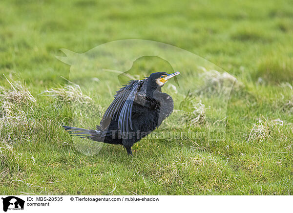 Kormoran / cormorant / MBS-28535