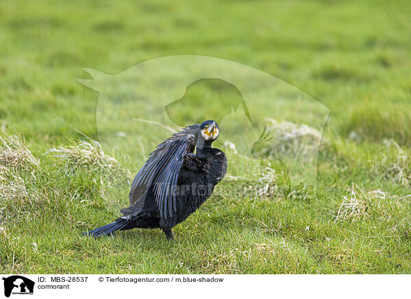 cormorant / MBS-28537