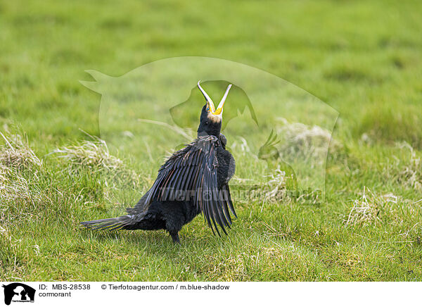 Kormoran / cormorant / MBS-28538