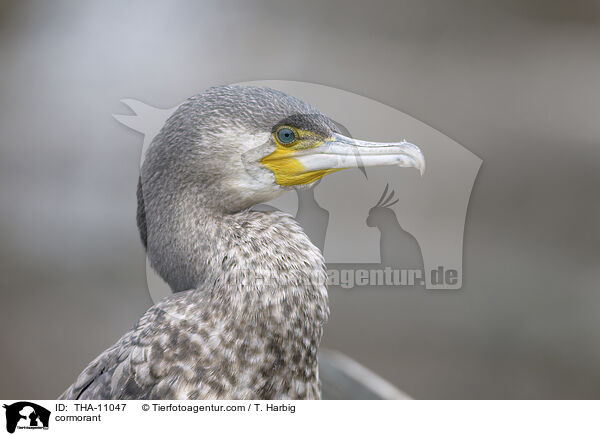 Kormoran / cormorant / THA-11047