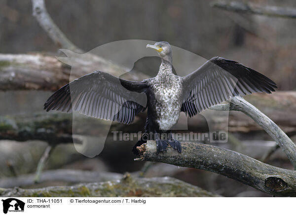 Kormoran / cormorant / THA-11051