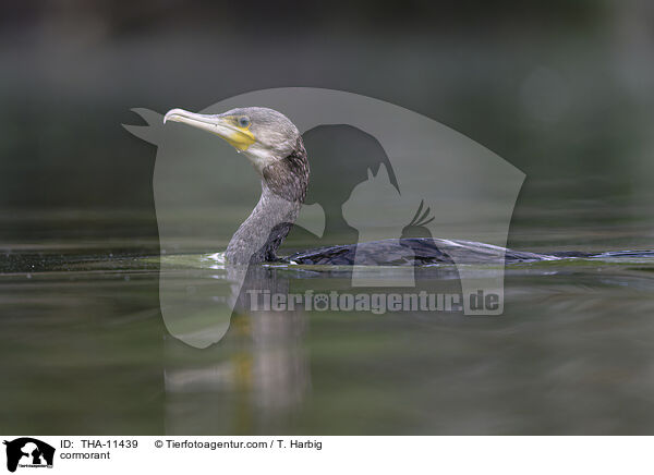 Kormoran / cormorant / THA-11439