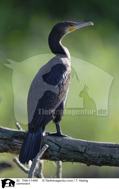 Kormoran / cormorant / THA-11469