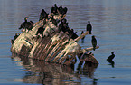 group of Great Cormorants
