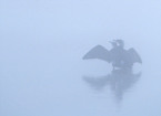 cormorant