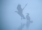 cormorant