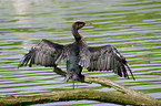 cormorant