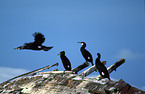 cormorants