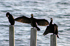 cormorants