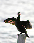 cormorant