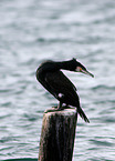 cormorant