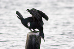 cormorant