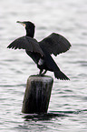cormorant