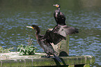 Great Cormorant