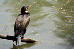 Great Cormorant